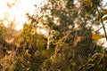 Spider on web. Beautiful morning on the autumn field. Sunshine. Nature inspiration, travel and wanderlust concept. Nostalgia