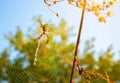 Spider on web. Beautiful morning on the autumn field. Sunshine. Nature inspiration, travel and wanderlust concept. Nostalgia