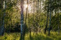 Spider web on birch trees at summer evening in forest with selective focus