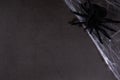 Spider in the web on a black background. Halloween mockup Royalty Free Stock Photo