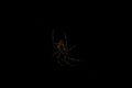 Spider on the web on a black background in the night Royalty Free Stock Photo