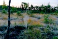 spider web, black silhouettes of trees in the backlight, swamp at sunrise, magical morning in the swamp