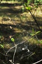 Spider web on the branches of a bush with green leaves. Royalty Free Stock Photo