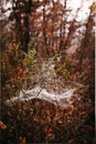 Spider web on a branches in a forest on an autumn day Royalty Free Stock Photo