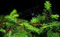 Spider web in the branches of a pine tree Royalty Free Stock Photo