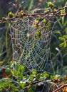 Spider web on a bush Royalty Free Stock Photo