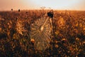 Spider web in calm, misty autumn morning Royalty Free Stock Photo