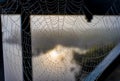 Spider web captures moisture from the air as droplets of water form along its silken strands.