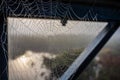 Spider web captures moisture from the air as droplets of water form along its silken strands.