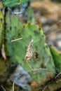 Spider web casing that catches bugs and flies to eat them with wires to hang on cactus in the hills of tuscon arizona Royalty Free Stock Photo