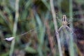 Spider in the web center and its food Royalty Free Stock Photo