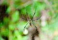 Spider and web Royalty Free Stock Photo