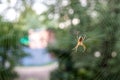 Spider in a web Royalty Free Stock Photo