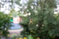 Spider in a web Royalty Free Stock Photo