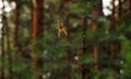 Spider in the web close-up against the background of the morning forest Royalty Free Stock Photo