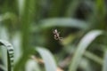 Spider on a web close-up against a nature background Royalty Free Stock Photo