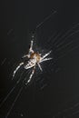 Spider on a web close-up on a black background. Arachnophobia