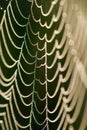 Spider web close-up Royalty Free Stock Photo