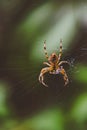Spider on the Web Royalty Free Stock Photo