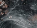 The Spider Web close up, Macro shoot Royalty Free Stock Photo