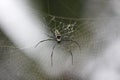 Spider and spider web close-up in natural environment Royalty Free Stock Photo