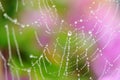The spider web closeup background. Royalty Free Stock Photo
