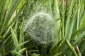 Spider web closeup