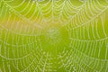 The spider web closeup in sunny morning. Cobweb with dew background