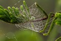 The spider web (cobweb) autumn background and water drops on pin