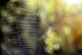 Spider web Cobweb close up against a blurred natural green sunny