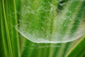 The spider web (cobweb) closeup background Royalty Free Stock Photo