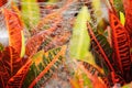 The spider web (cobweb) closeup background. Royalty Free Stock Photo