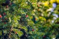 The spider web (cobweb) closeup background. Royalty Free Stock Photo