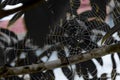 The spider web (cobweb) closeup background. Royalty Free Stock Photo
