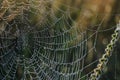 The spider web cobweb closeup background. Selective focus Royalty Free Stock Photo