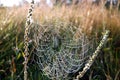 The spider web cobweb closeup background. Selective focus Royalty Free Stock Photo