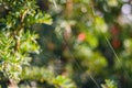 The spider web (cobweb) closeup background. Royalty Free Stock Photo