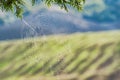 The spider web, cobweb, closeup nature background Royalty Free Stock Photo