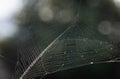 The spider web cobweb closeup background