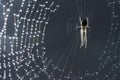 Spider and web. Cobweb and morning dew. Shining water drops on spiderweb.