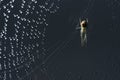 Spider and web. Cobweb and morning dew. Shining water drops on spiderweb.