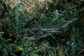 Spider web or cobweb with water drops after rain against green Royalty Free Stock Photo