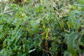 Spider web or cobweb with water drops after rain against green Royalty Free Stock Photo