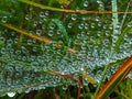 Spider web or cobweb with water drops in the rain Royalty Free Stock Photo