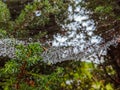 Spider web or cobweb with water drops in the rain Royalty Free Stock Photo