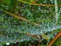 Spider web or cobweb with water drops in the rain Royalty Free Stock Photo