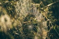 The spider web cobweb with waterdrops