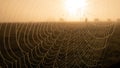 Spider web in the cold morning with mist and dew Royalty Free Stock Photo