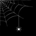 Spider Web Concept