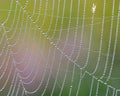 Spider web covered with dew